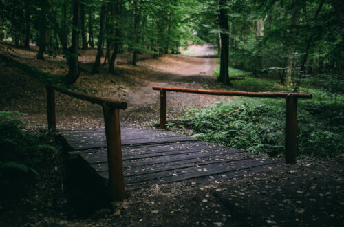 Wooden bridge in a tree forest