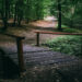 Wooden bridge in a tree forest