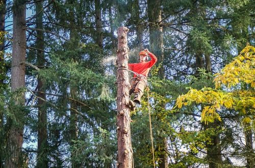 tree-removal-service