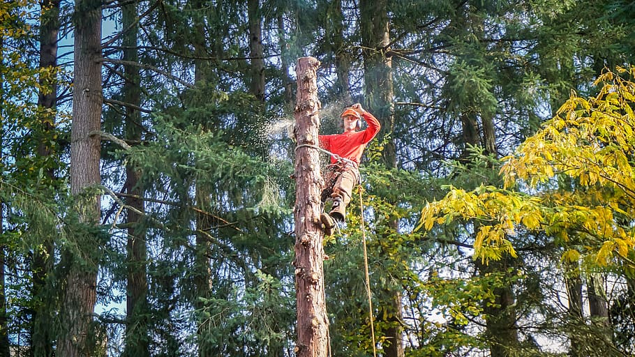 tree-removal-service