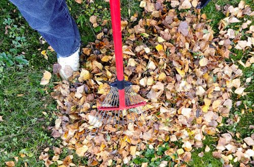 leaf-removal-raking