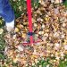 leaf-removal-raking