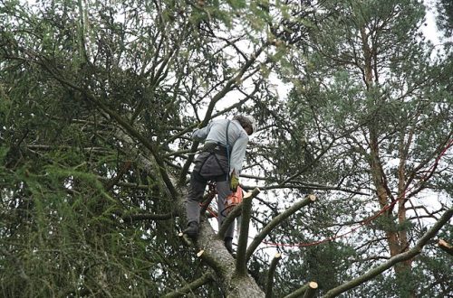 arborist in san diego