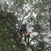 arborist in san diego
